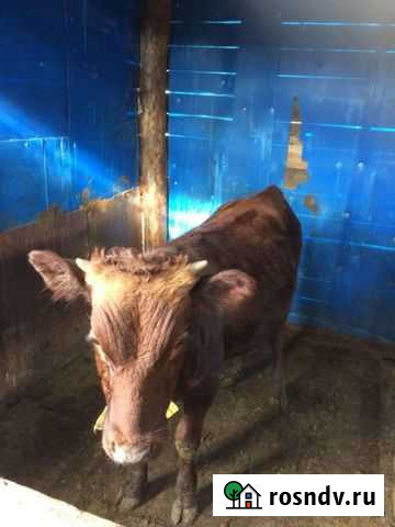 Корова и бык Азово - изображение 1