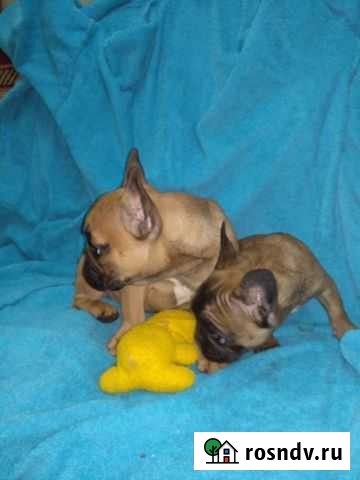 Французский бульдог Ялта - изображение 1