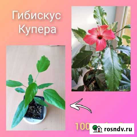 Растения комнатные Строитель - изображение 1