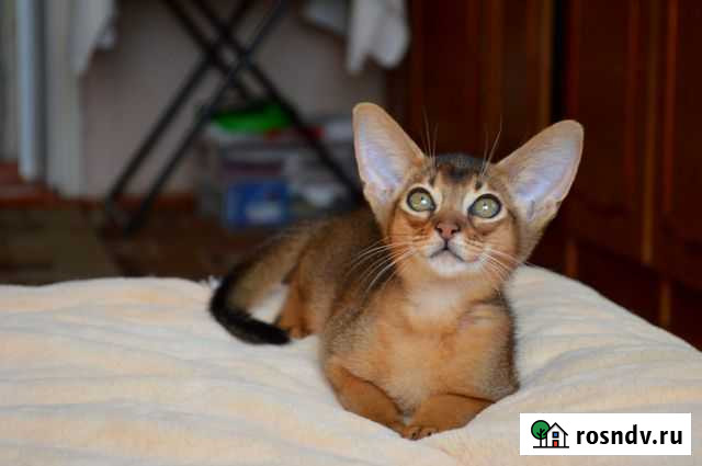 Красивый.С родословной Екатеринбург - изображение 1