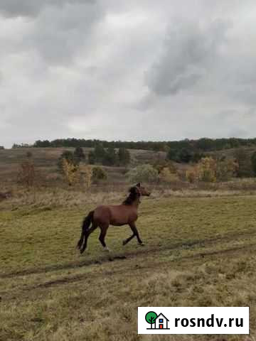 Лошадь Хлевное - изображение 1