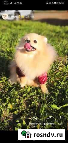 Шпиц mini мишка Ижевск - изображение 1