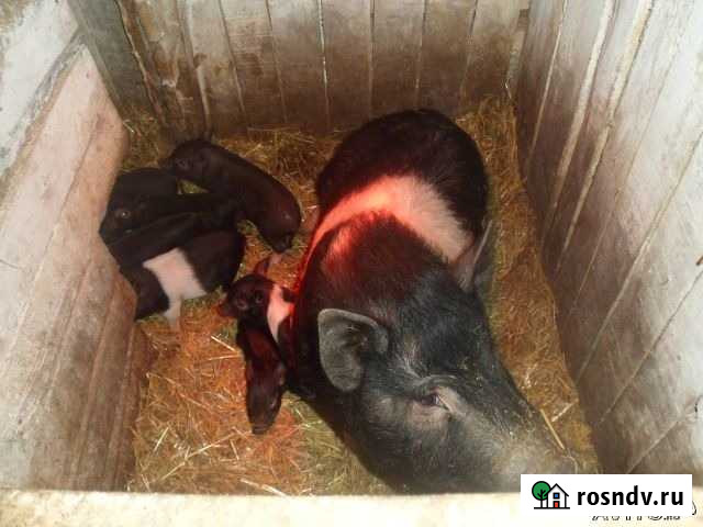 Поросята Курчатов - изображение 1