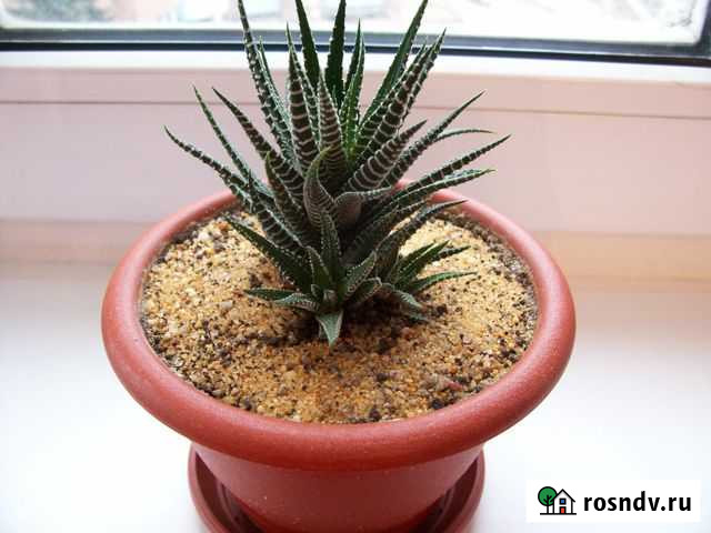 Хавортия Липецк - изображение 1