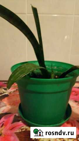 Сансевиерия Бердск - изображение 1