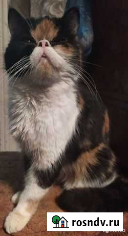 Кошка Речицы - изображение 1