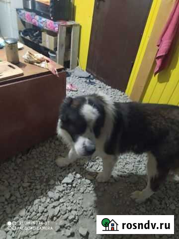 Собаки Крымск - изображение 1