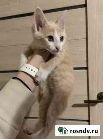 Котенок в добрые руки Нижний Новгород