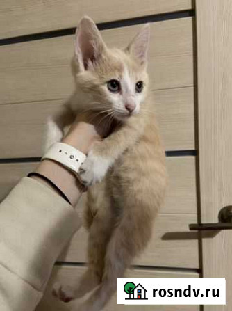 Котенок в добрые руки Нижний Новгород - изображение 1