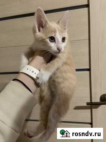 Котенок в добрые руки Нижний Новгород - изображение 1