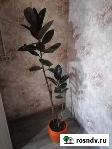 Фикус Чита - изображение 1