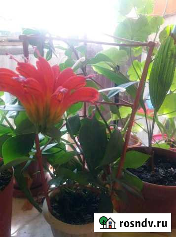 Эсхиантус Губкин - изображение 1