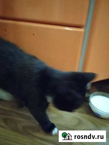 Котенок в дар очень быстренько нужно Чита - изображение 1