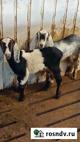 Нубийские козочки Подольск - изображение 1