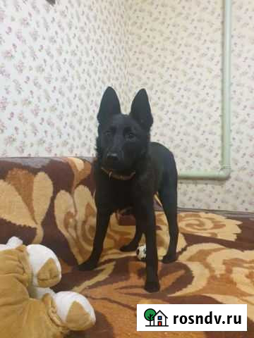 Метис овчарки Ногинск - изображение 1