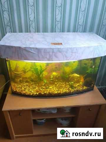 Аквариум Данилов - изображение 1