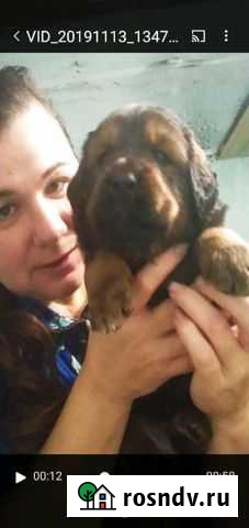 Благородные мальчики - тибетики Белорецк - изображение 1