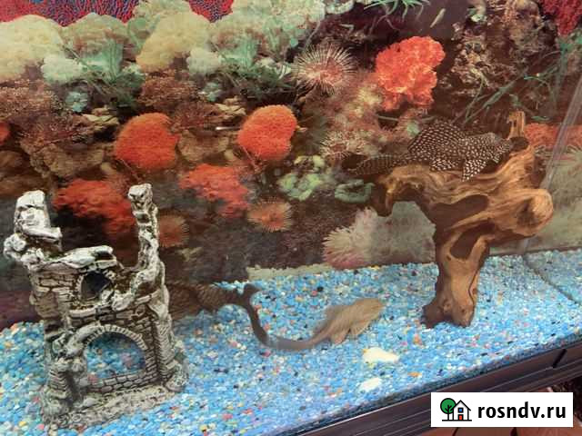 Сом птеригоплихт парчовый Авдон - изображение 1