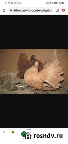 Голуби Старый Крым - изображение 1