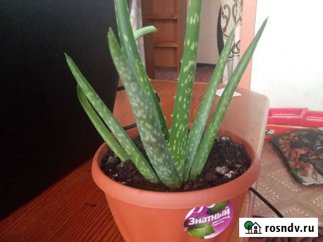 Алоэ Ленинск-Кузнецкий - изображение 1