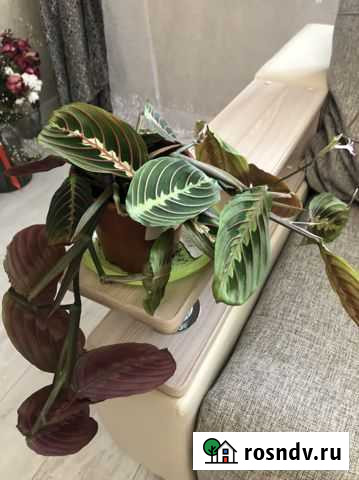 Маранта Благовещенск - изображение 1