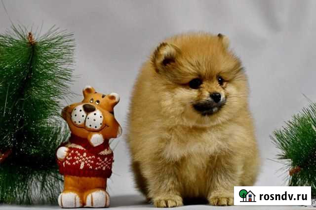 Щенки шпица Киров - изображение 1