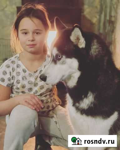 Работник с животными уход кормление Струнино - изображение 1