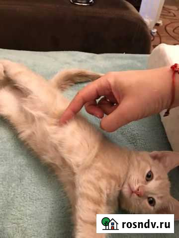 Кошка Борисоглебск - изображение 1