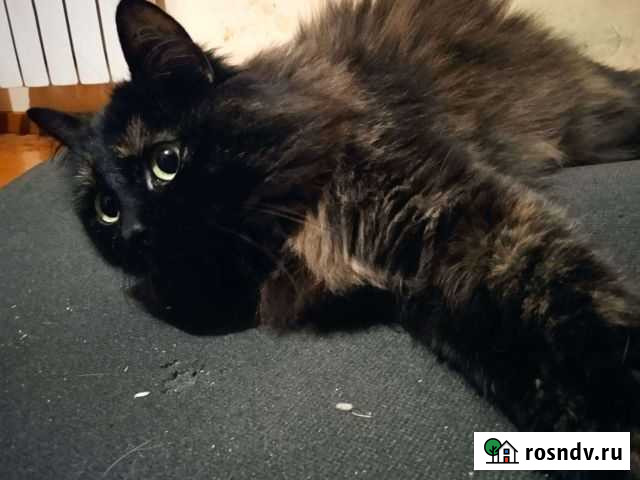 Кошка Владикавказ - изображение 1