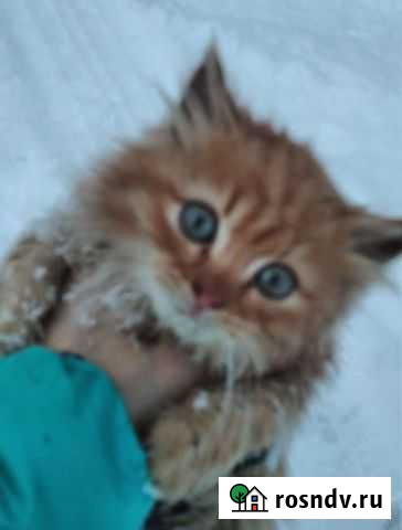 Рыжик ищет дом Дзержинск - изображение 1