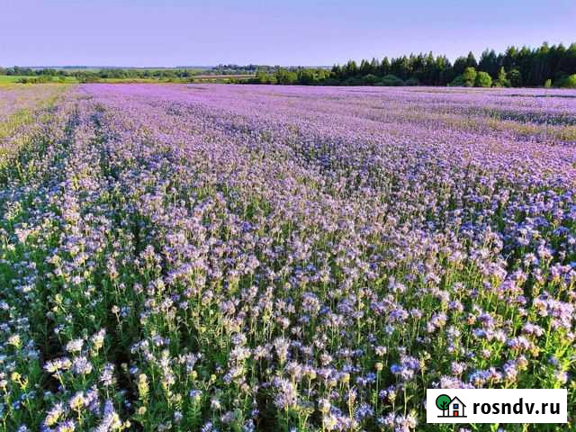 Семена фацелии, фацелия Псков - изображение 1