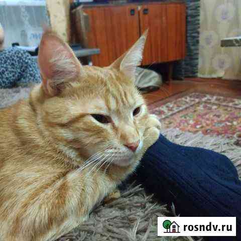 Кот Ростов-на-Дону