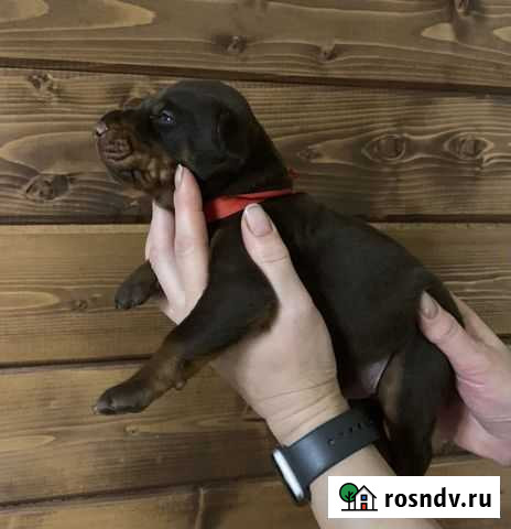 Собака Смоленск - изображение 1