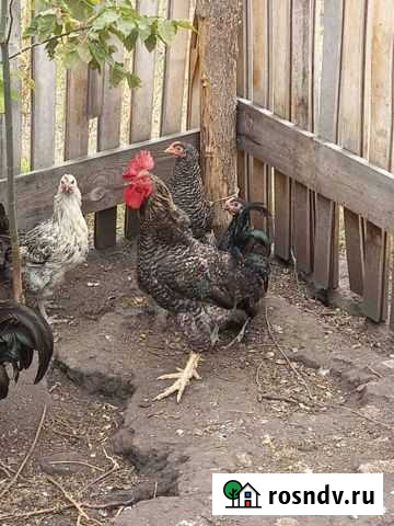Петухи Сызрань - изображение 1