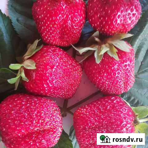 Семена клубники русский размер Вологда - изображение 1