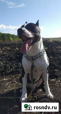 Американский стаффордширский терьер.Вязка Саратов - изображение 1