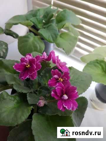 Детки фиалок Махачкала - изображение 1