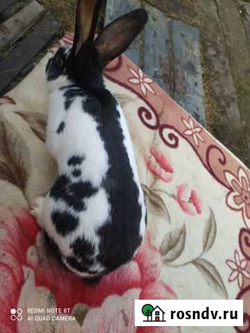 Кролы строкач или немецкий пёстрый Крымск - изображение 1