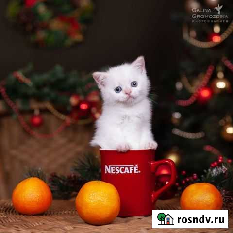 Нежная девочка Новосибирск - изображение 1