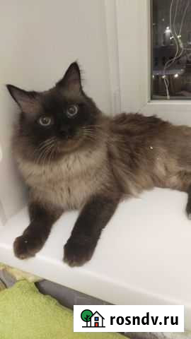 Невская маскарадная Норильск - изображение 1