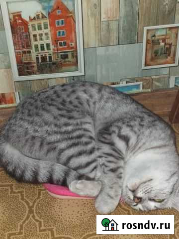 Кошка в добрые руки Туапсе - изображение 1