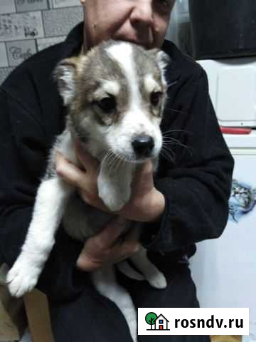 Щенки Зима - изображение 1