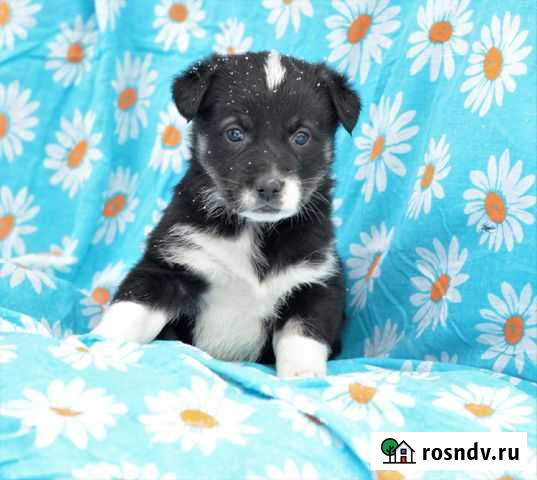 В добрые руки Ногинск - изображение 1