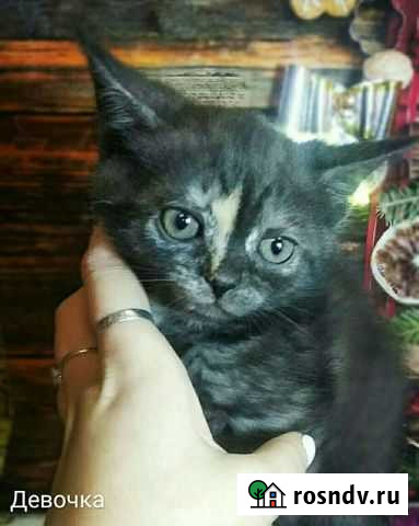 Котятки Дзержинск - изображение 1