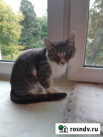 Кошка в дар Домодедово - изображение 1