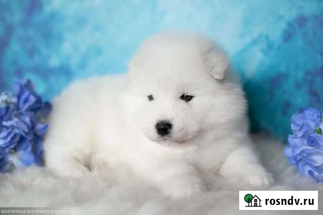 Щенки самоеда Тюмень - изображение 1