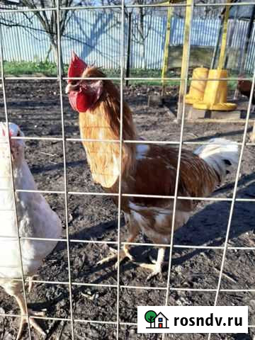 Петух Малоярославец - изображение 1