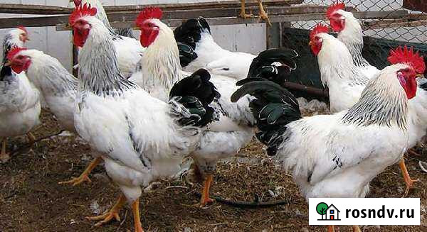 Петушки молодые Городовиковск - изображение 1