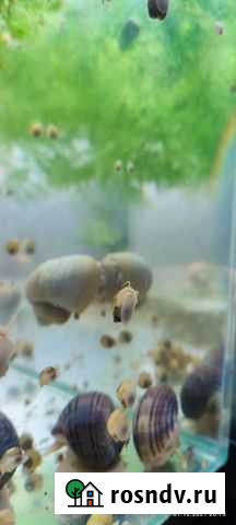 Улитка Элиста - изображение 1