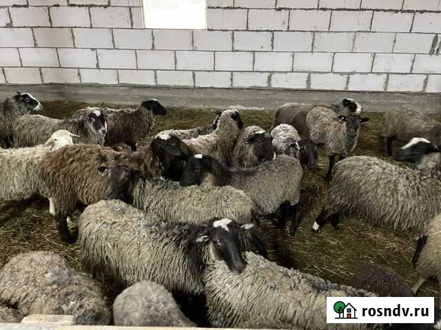 Продажа баранов Ермолино - изображение 1